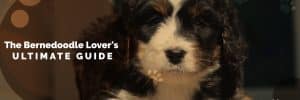 The Ultimate Bernedoodle Lover's GUIDE For 2023 8