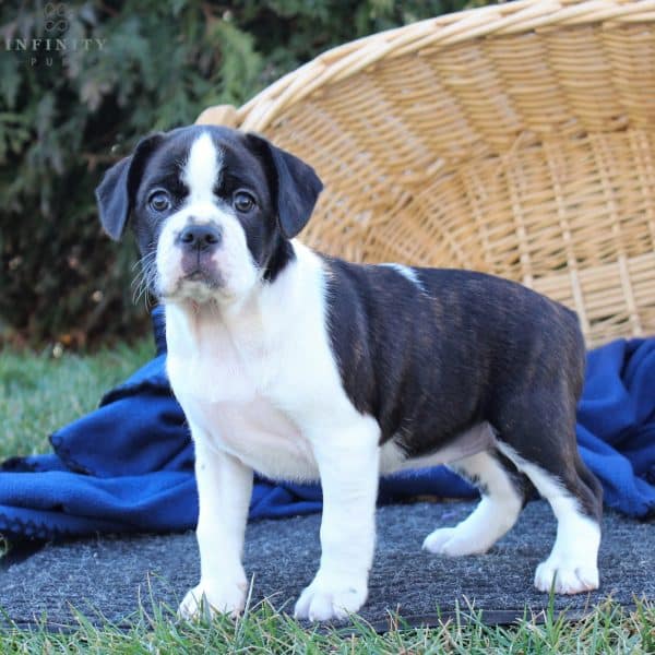 Caviston Puppies For Sale • Adopt Your Puppy Today • Infinity Pups