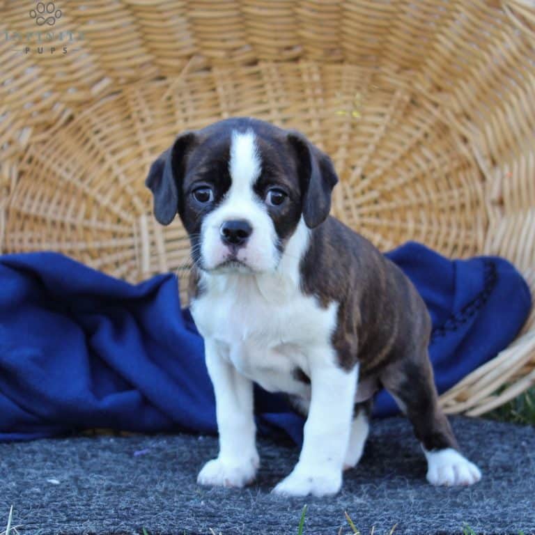 Caviston Puppies For Sale • Adopt Your Puppy Today • Infinity Pups