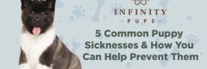 5 Common Puppy Sicknesses & How You Can Help Prevent Them 4