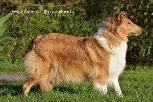 Rose – ACA's mother, a Collie