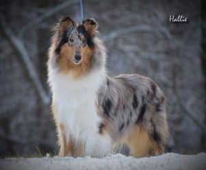 Heather – AKC's mother, a Collie