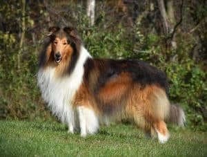 Heather – AKC's father, a Collie