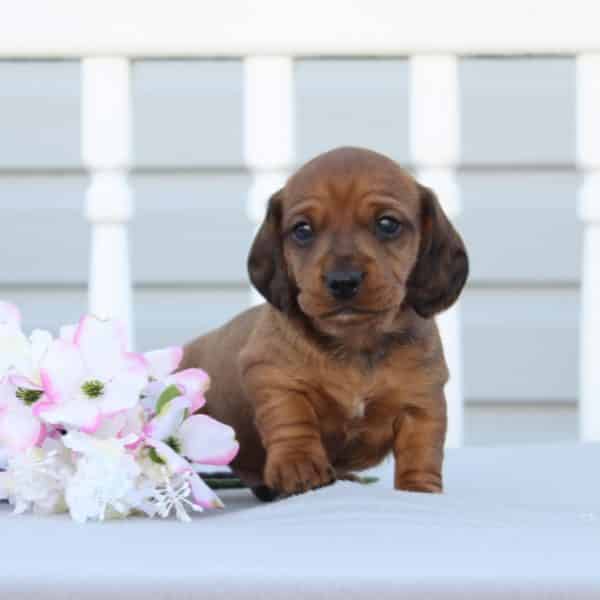 Dachshund Puppies For Sale • Adopt Your Puppy Today • Infinity Pups