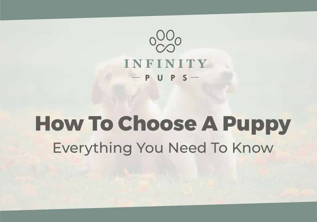 How To Choose A Puppy - Everything You Need To Know 9