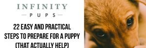 22 Easy Steps To Prepare For A Puppy (That Actually Help) 3