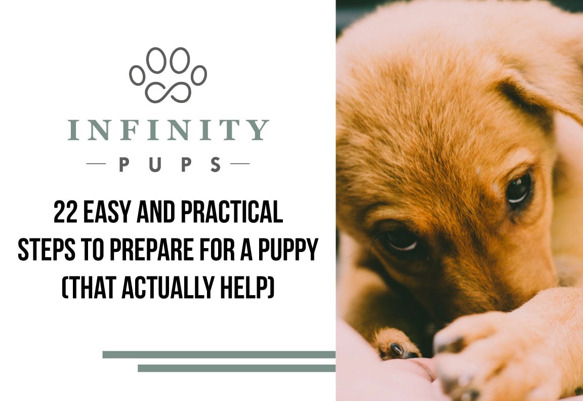 22 Easy Steps To Prepare For A Puppy (That Actually Help) 8