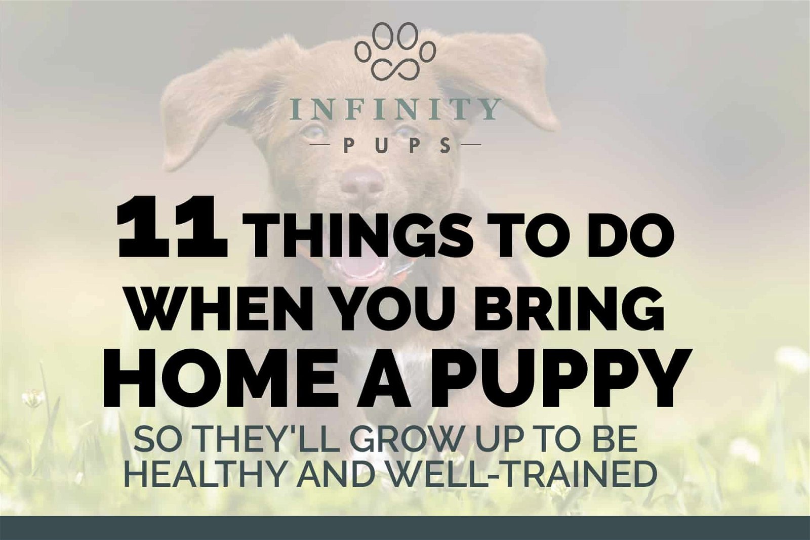 11 Things To Do When You Bring Home A Puppy (so they'll be healthy & well-trained) 9