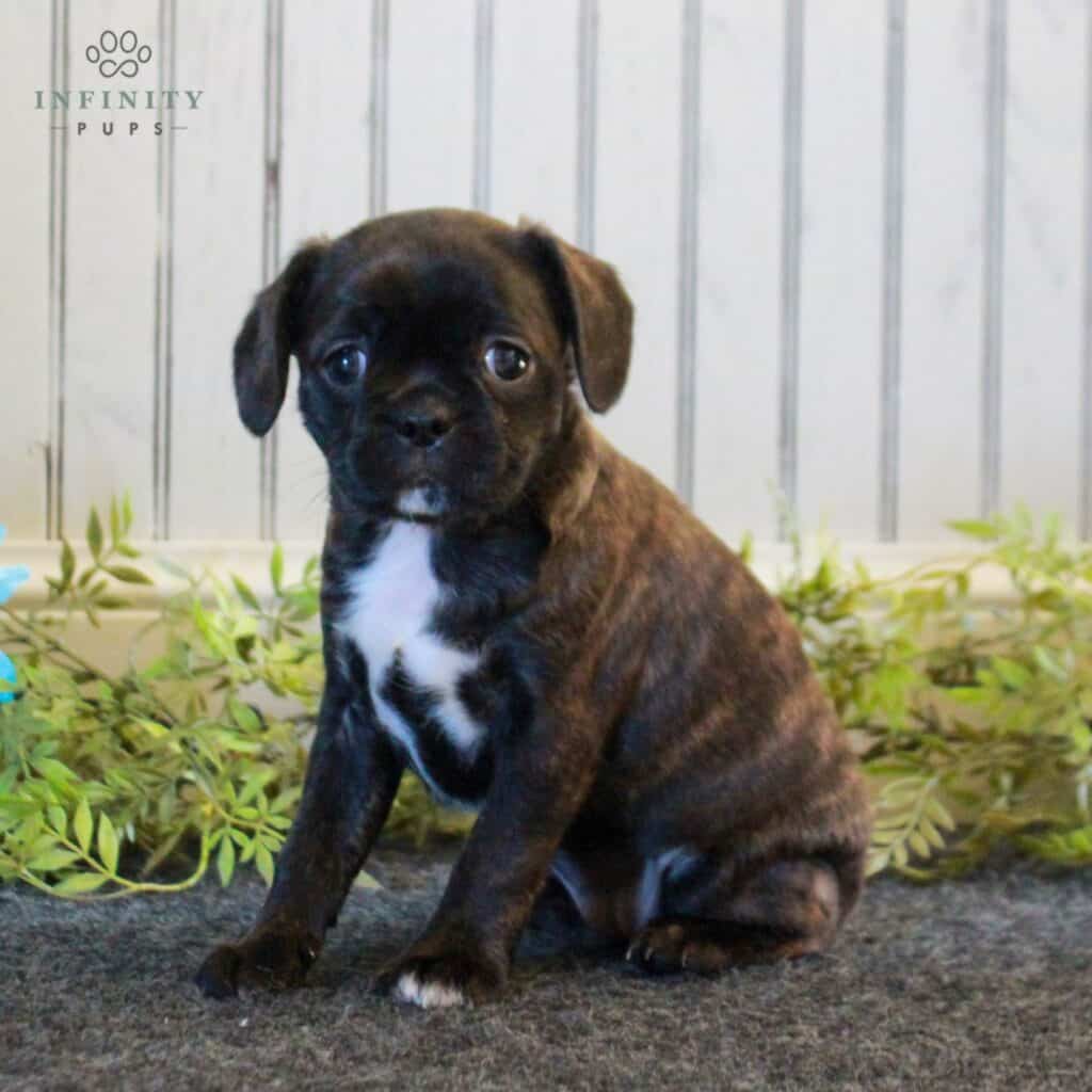 Caviston Puppies For Sale • Adopt Your Puppy Today • Infinity Pups