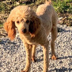 Polly – F1's father, a Red Poodle