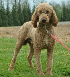 Barge – F1's father, a Standard Poodle
