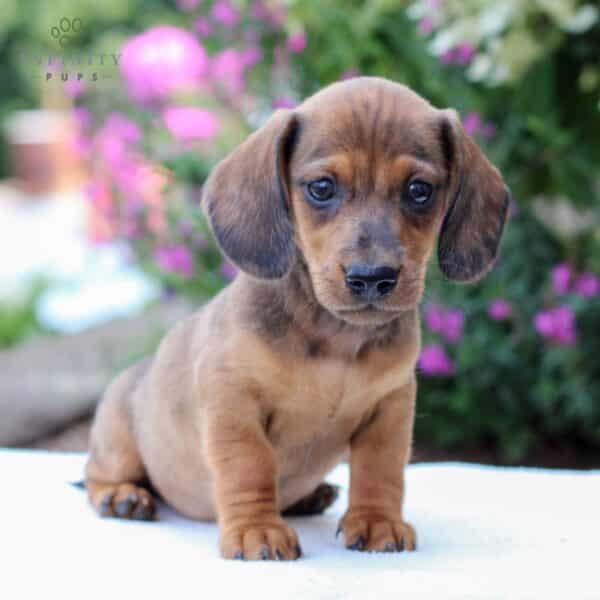 Dachshund Puppies For Sale • Adopt Your Puppy Today • Infinity Pups