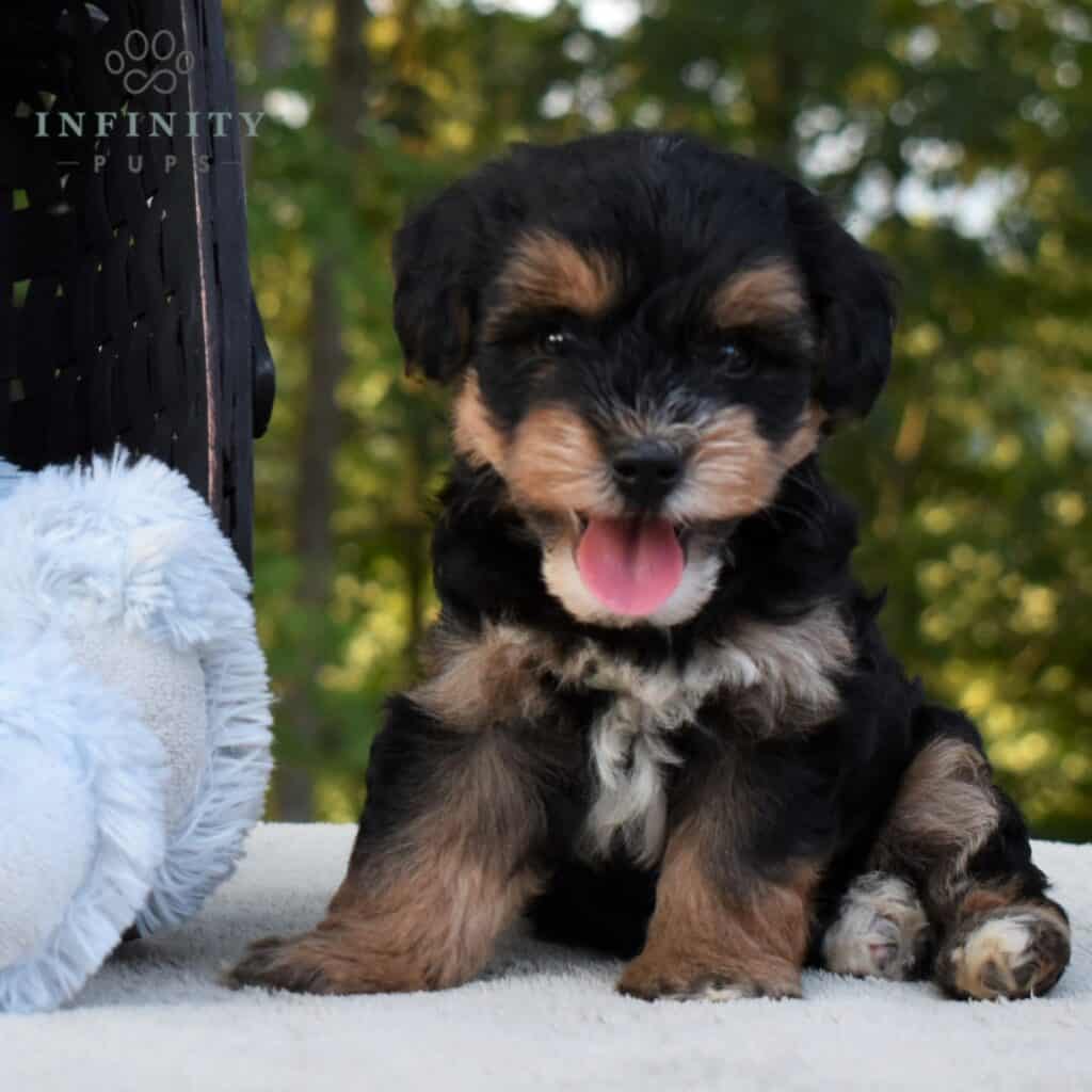 Shihpoo Puppies For Sale • Adopt Your Puppy Today • Infinity Pups