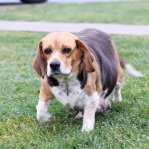 Molly – F1's mother, a Beagle