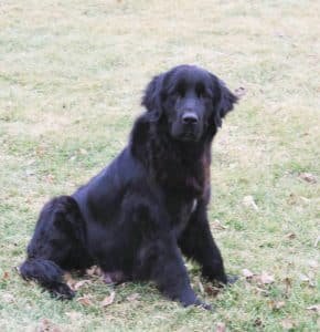 Rosy – F1's mother, a Newfoundland
