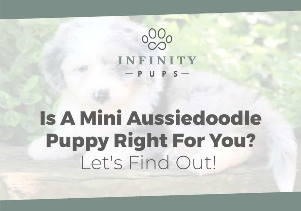 Is A Mini Aussiedoodle Puppy Right For You? 8
