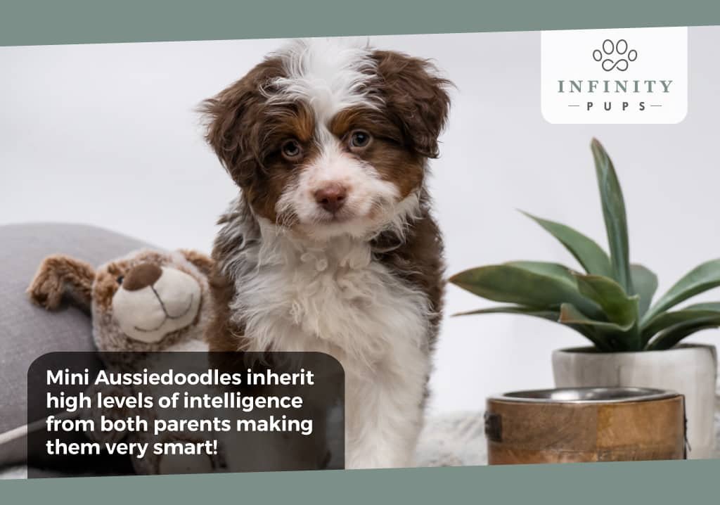Mini Aussiedoodles inherit intelligence from both parents