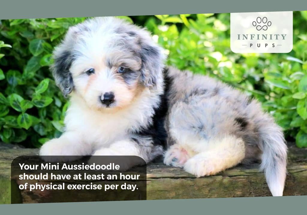 Mini Aussiedoodles need an hour of physical exercise every day