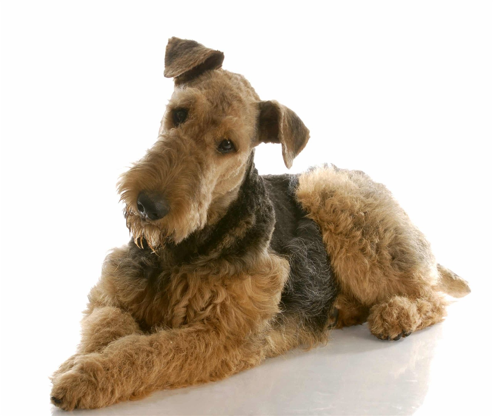 Airedale Terrier puppies for sale