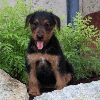 sample photo of Airedale Terrier puppies for sale