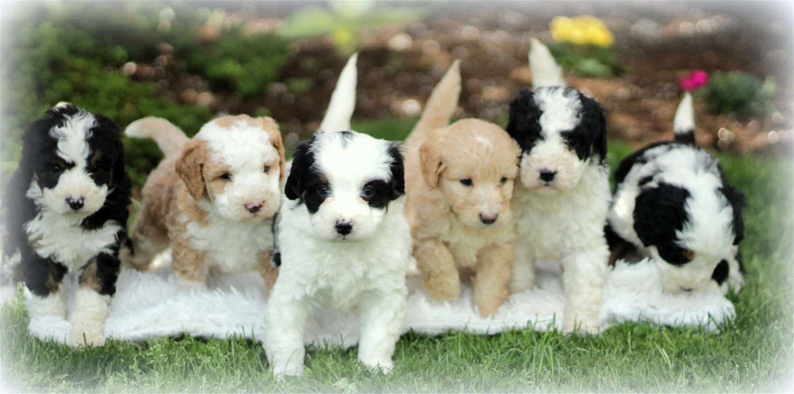 Mini Bernedoodle puppies for sale