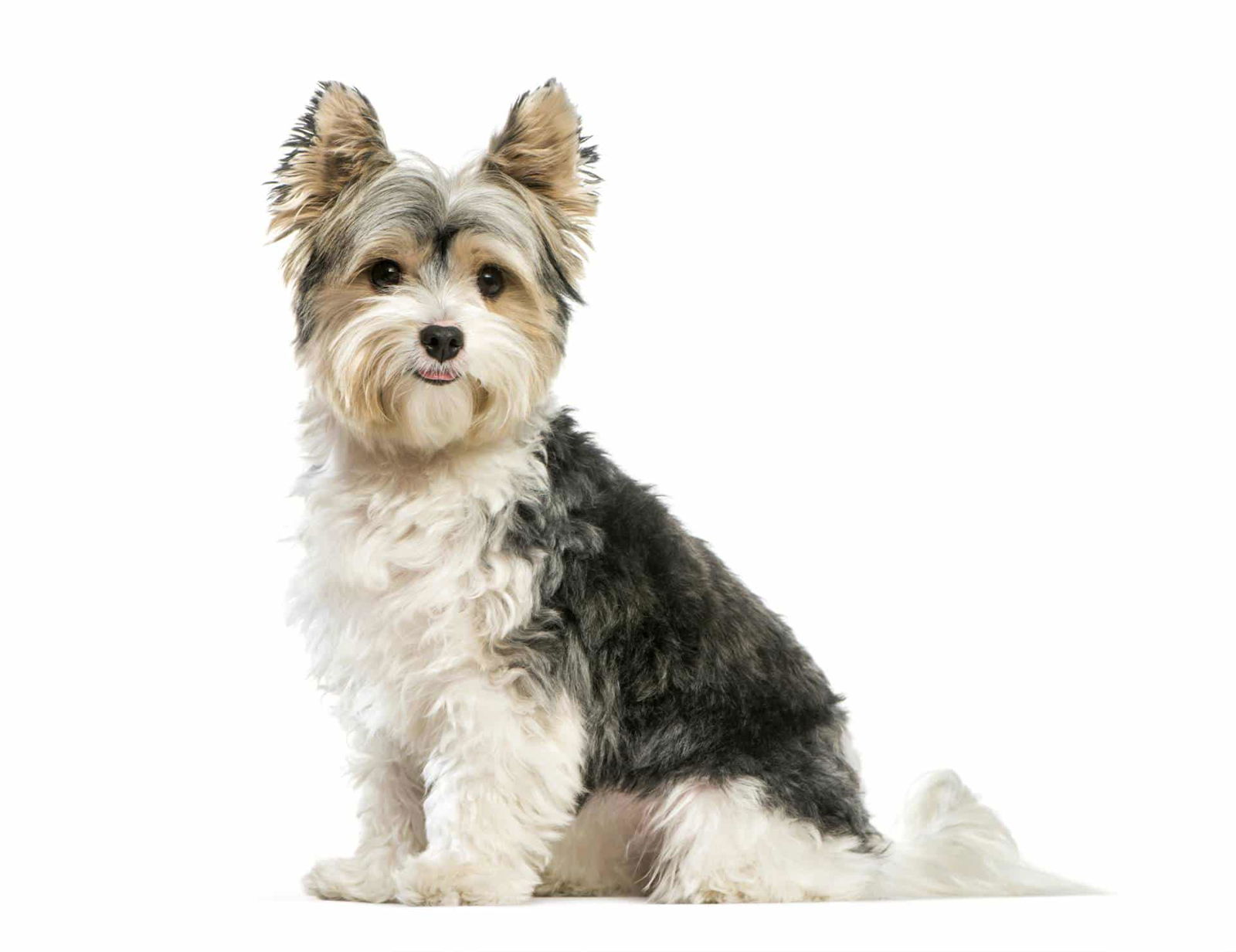 Biewer Terrier puppies for sale