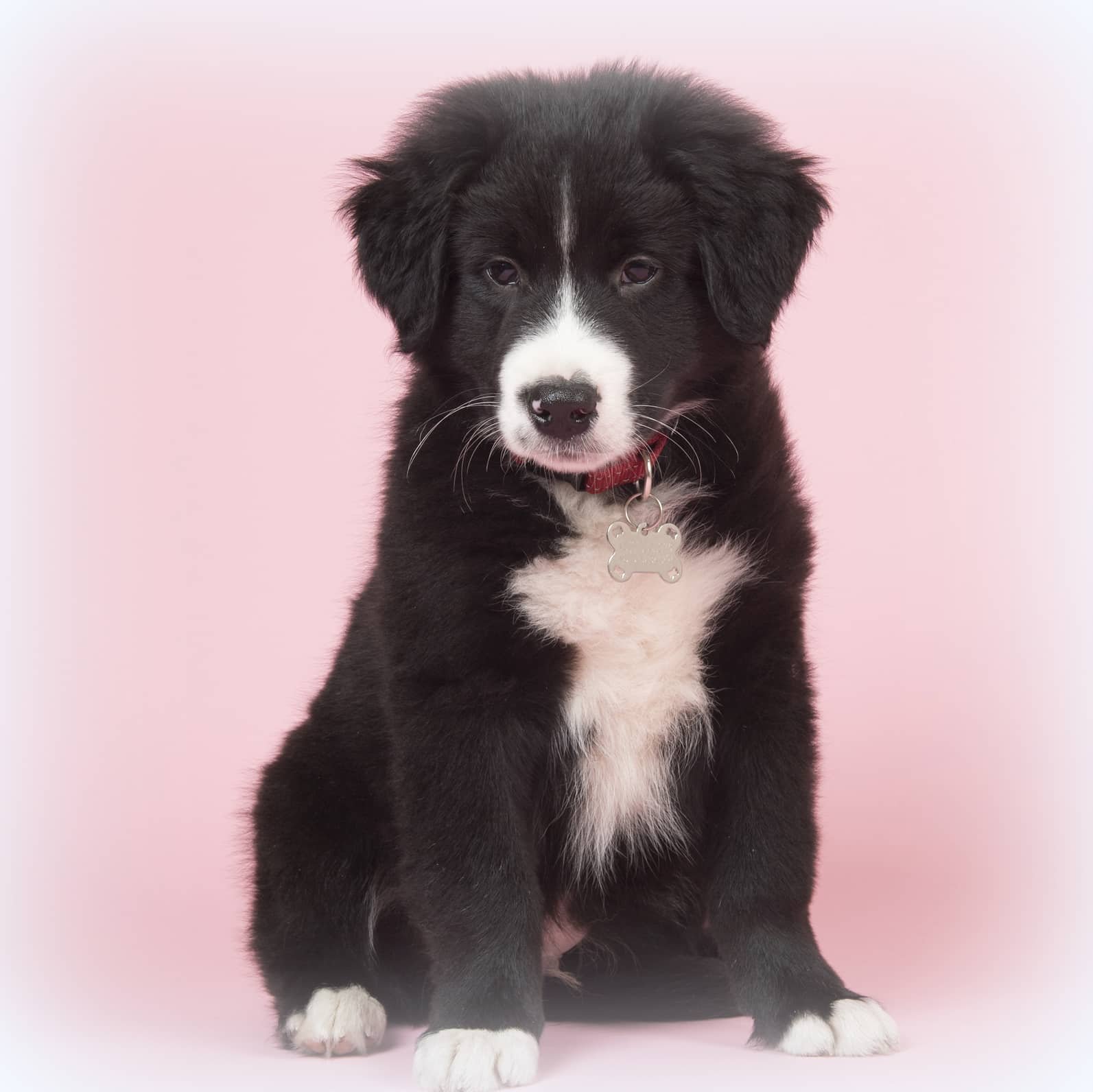 sample photo of Border Collie puppies for sale
