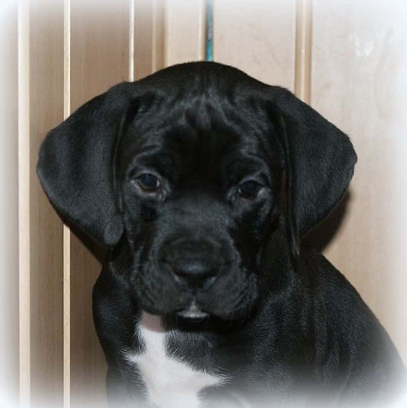 sample photo of Boweimar puppies for sale