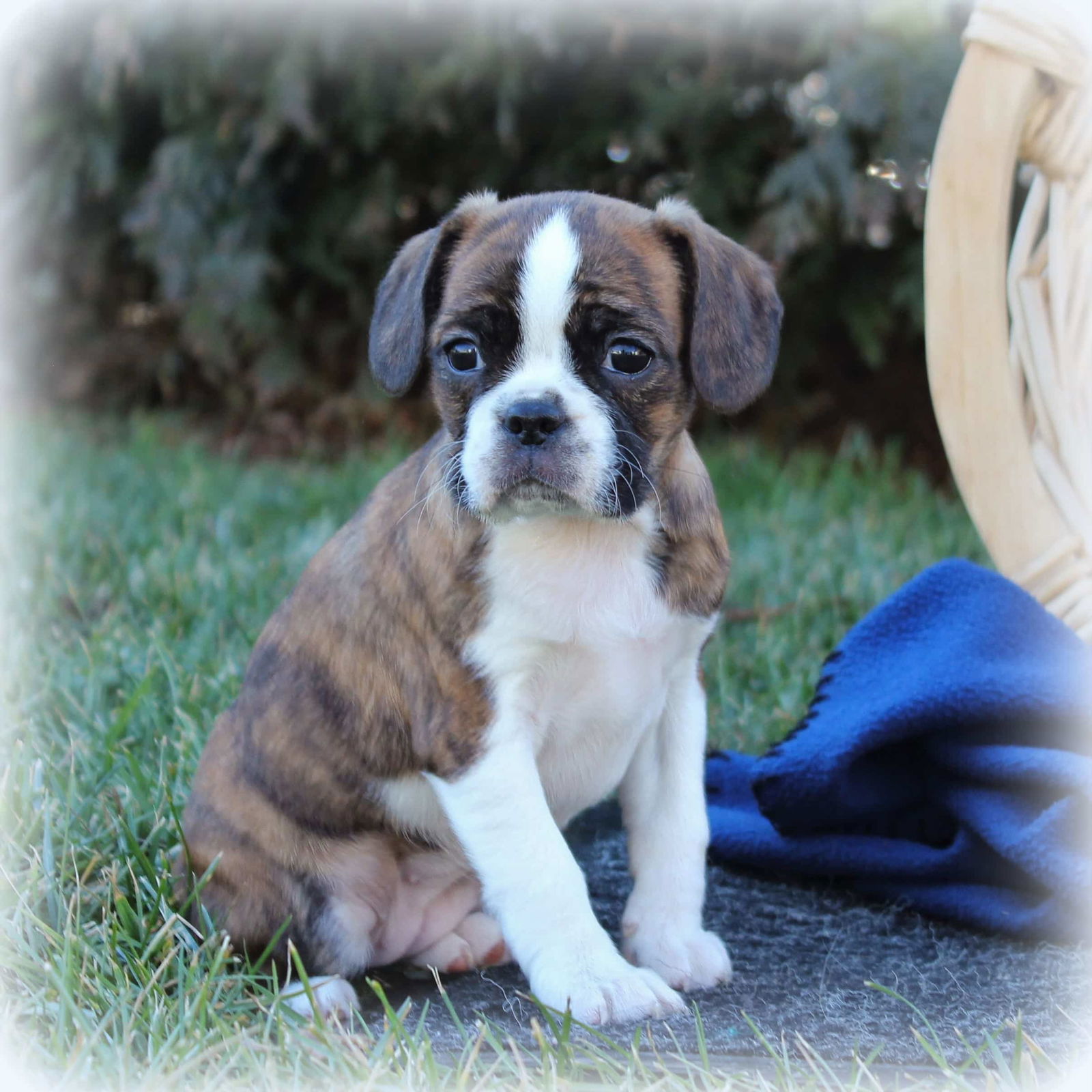 Caviston Puppies For Sale • Adopt Your Puppy Today • Infinity Pups