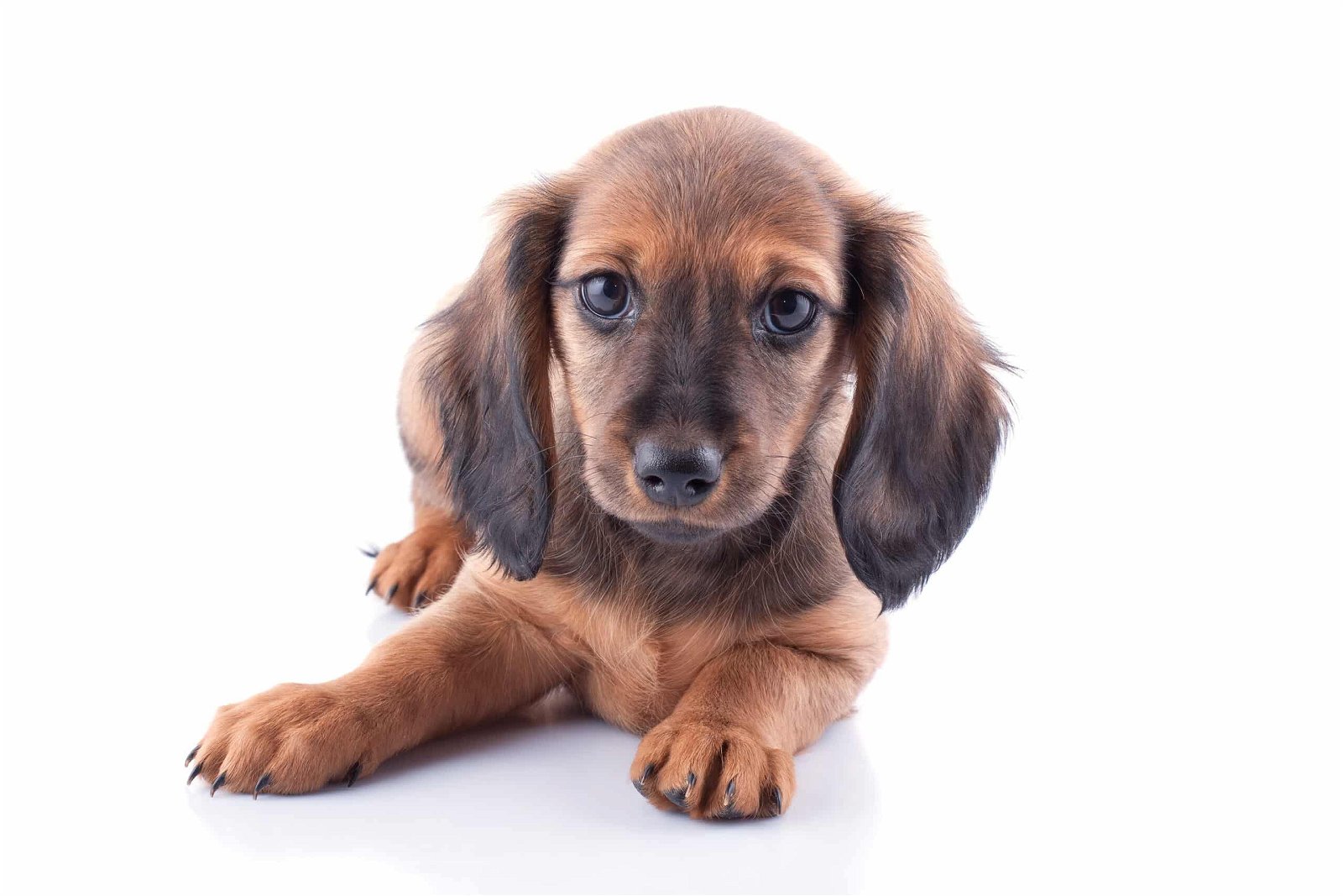 sample photo of Mini Dachshund puppies for sale