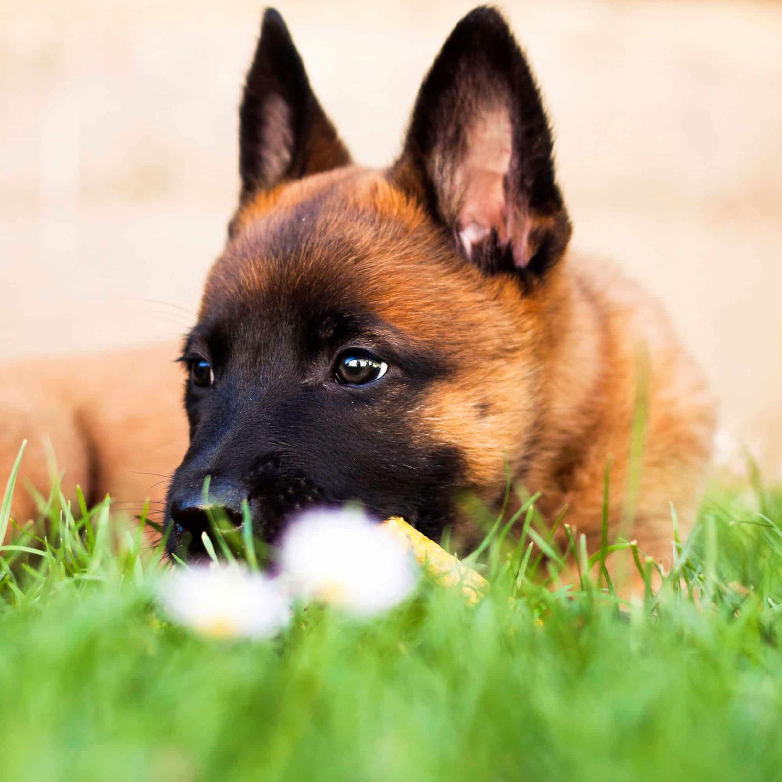 Belgian Malinois Puppies For Sale • Adopt Your Puppy Today • Infinity Pups