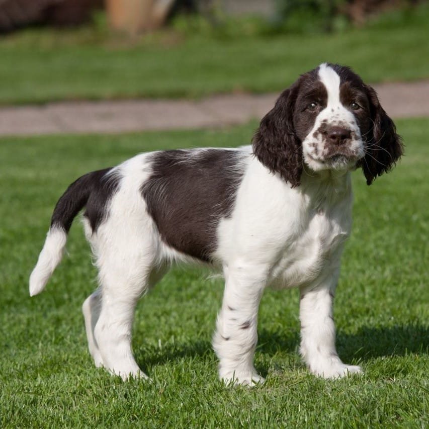sample photo of Spaniel puppies for sale