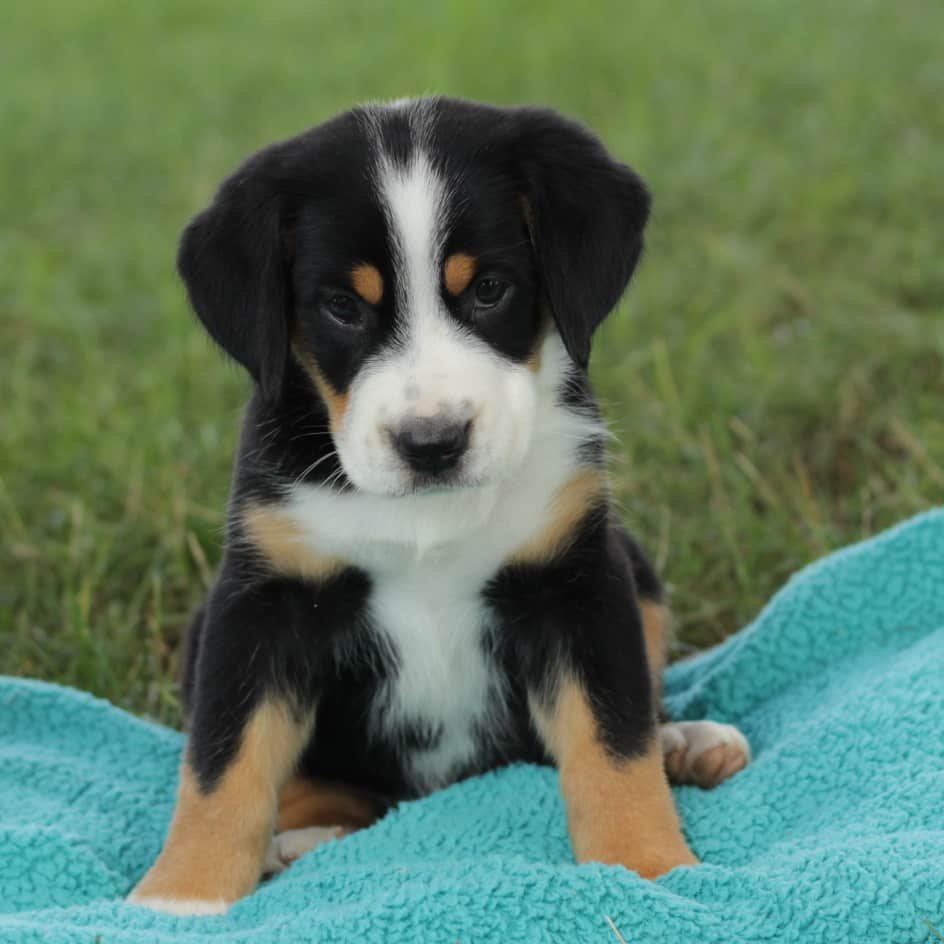 sample photo of Greater Swiss Mountain Dog puppies for sale