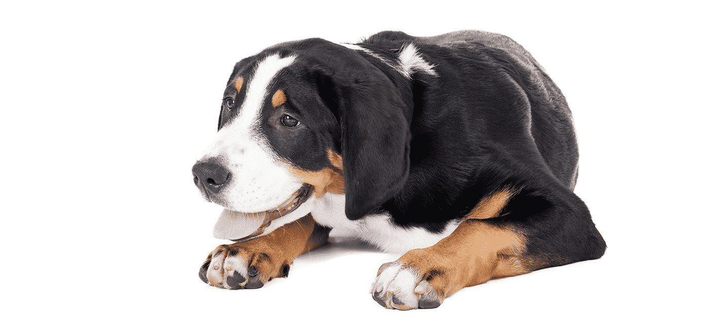 Greater Swiss Mountain Dog puppies for sale
