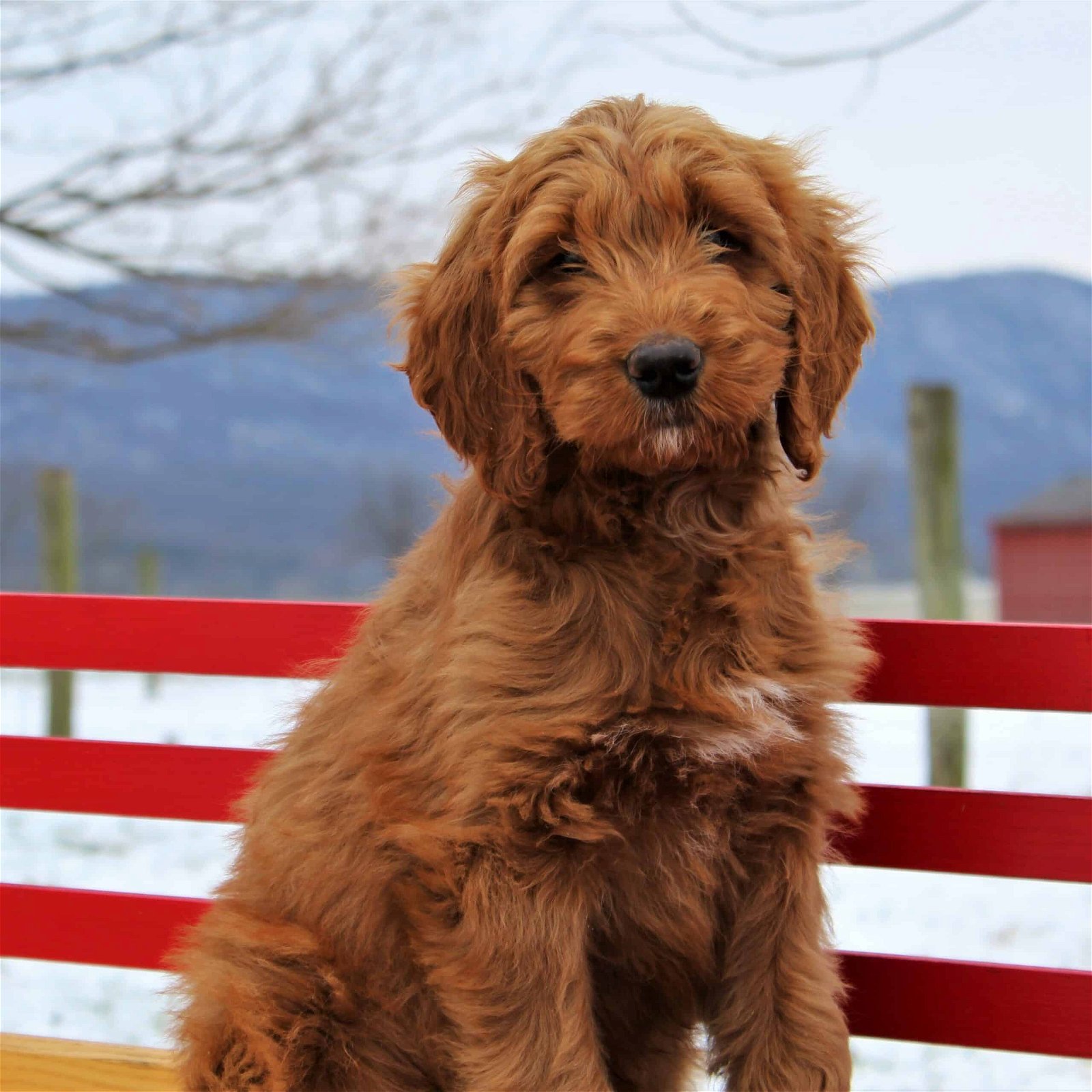 sample photo of Irish Doodle puppies for sale