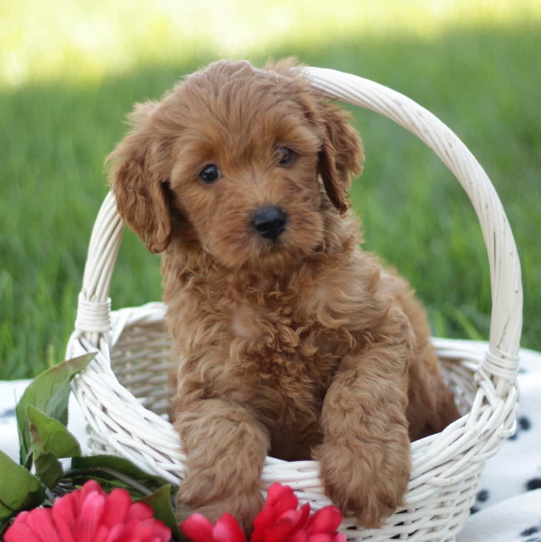 sample photo of Mini Labradoodle puppies for sale