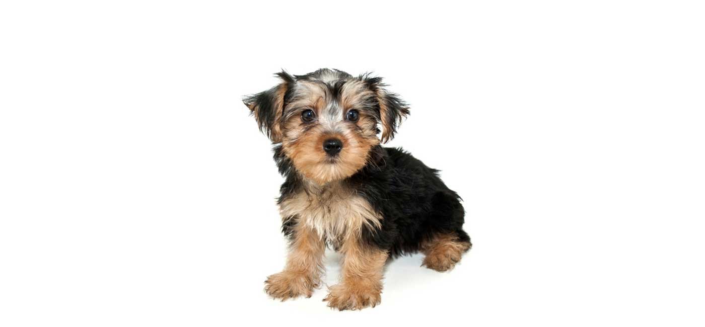 Morkie puppies for sale
