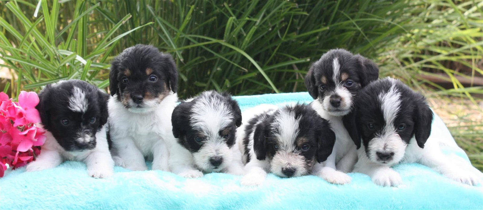 Poogle puppies for sale