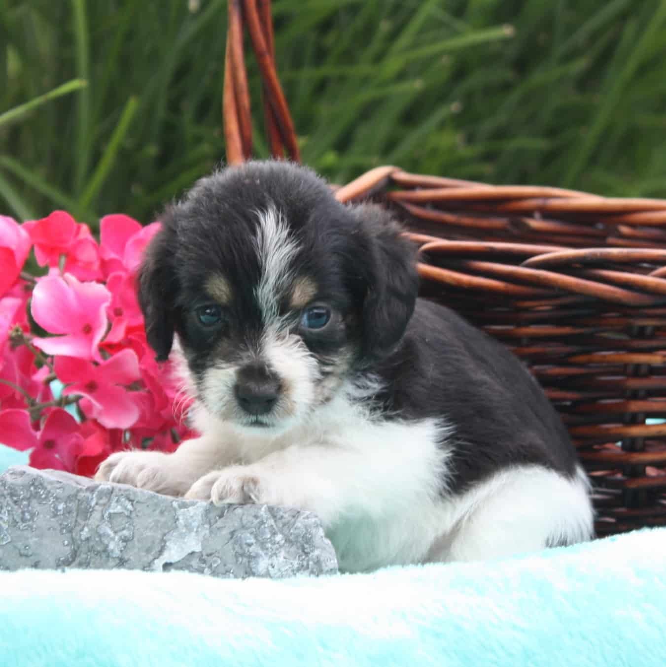 sample photo of Poogle puppies for sale