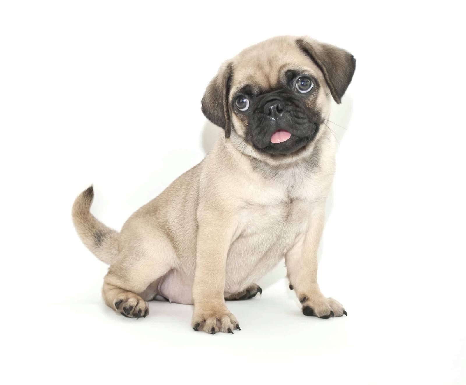 sample photo of Pug puppies for sale