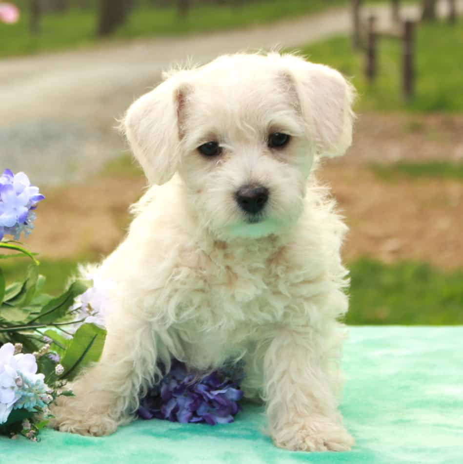 Westiepoo puppies for sale