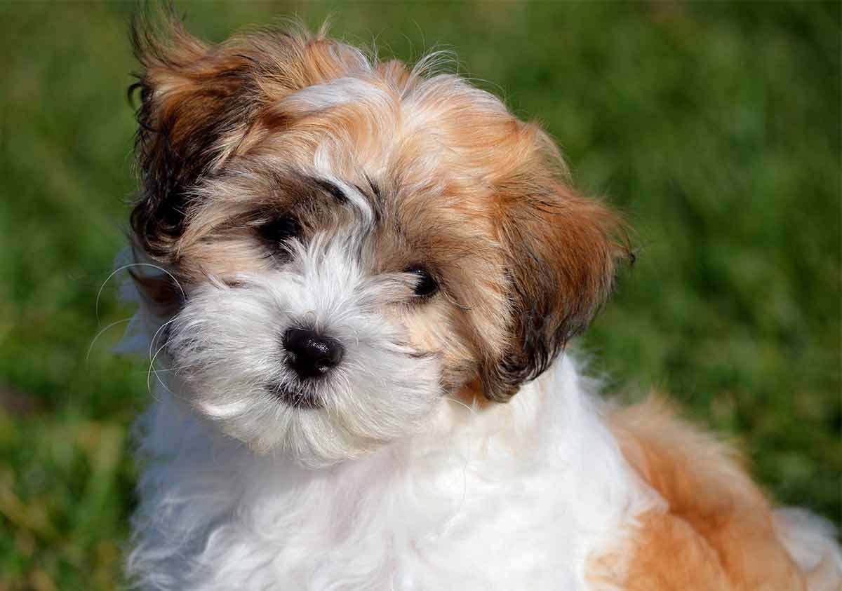 Shichon puppies for sale