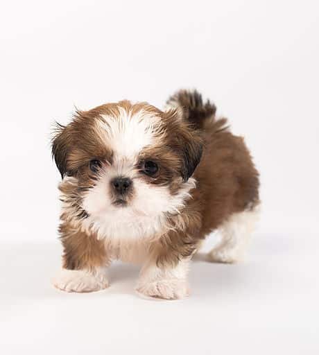 Shihpoo puppies for sale
