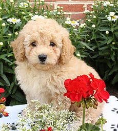 sample photo of Toy Poodle puppies for sale