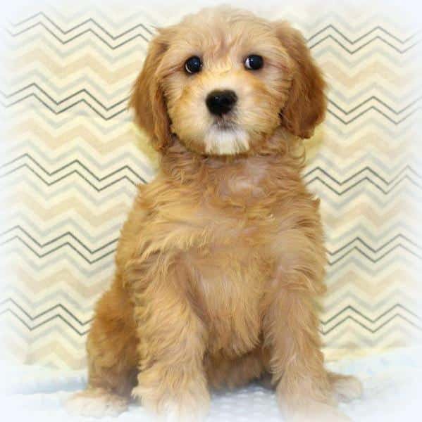 sample photo of Whoodle puppies for sale