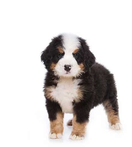 sample photo of Bernese Mountain Dog puppies for sale