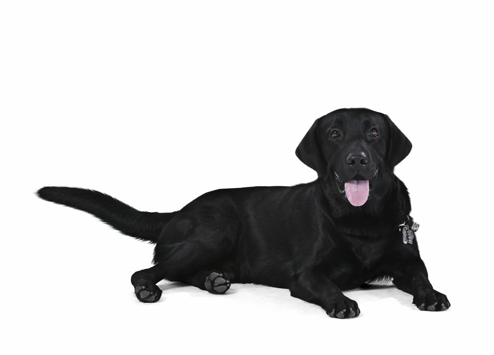 Black Labrador Retriever puppies for sale