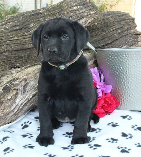 sample photo of Black Labrador Retriever puppies for sale