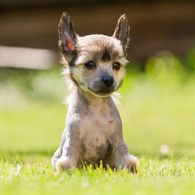 sample photo of Chinese Crested puppies for sale