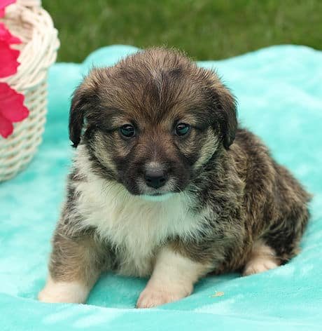 sample photo of Corgipoo puppies for sale